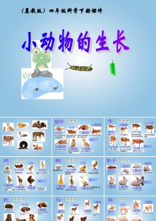 四年级科学下册 小动物的生长2课件 冀教版