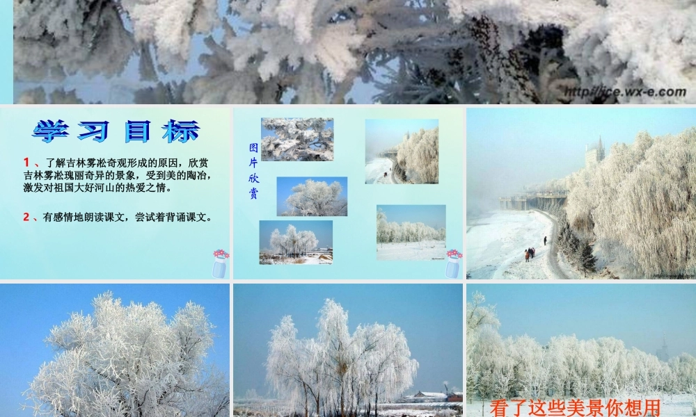 四年级语文上册 第七单元 23 雾凇教学课件 苏教版-苏教版小学四年级上册语文课件