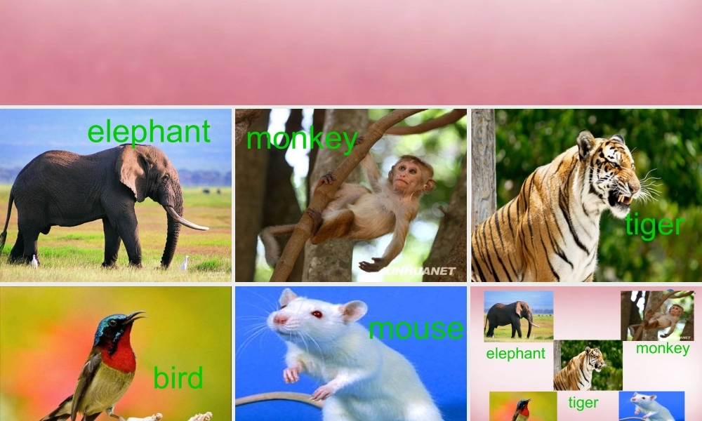 四年级英语上册 Unit3 Look at that elephant课件3 （新版）湘少版