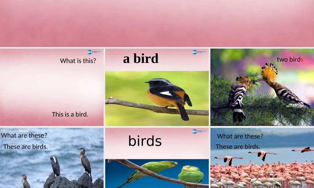 四年级英语上册 Unit4 These are flowers课件5 （新版）湘少版