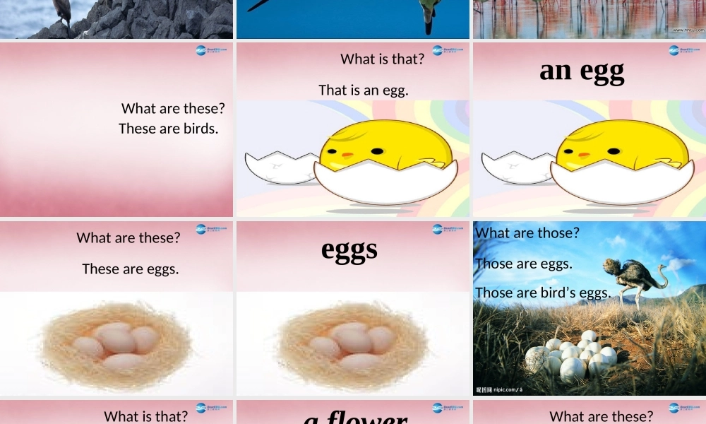 四年级英语上册 Unit4 These are flowers课件5 （新版）湘少版