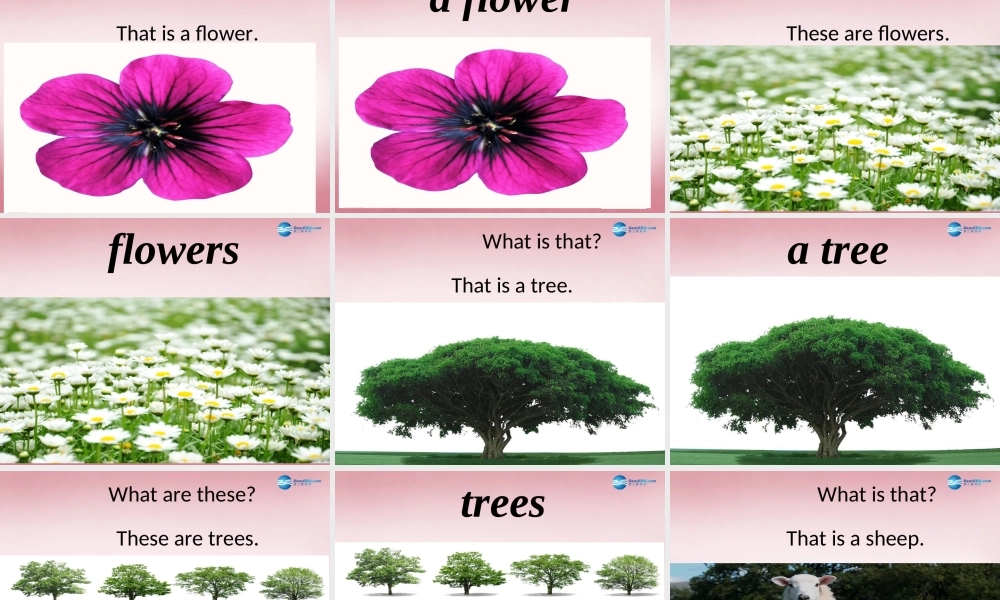 四年级英语上册 Unit4 These are flowers课件5 （新版）湘少版