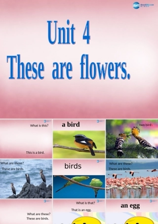 四年级英语上册 Unit4 These are flowers课件5 （新版）湘少版