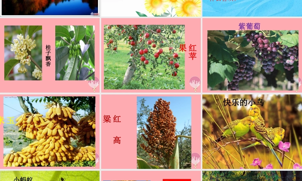 四年级语文上册 第一单元 秋天向我们微笑课件5 西师大版-西师大版小学四年级上册语文课件