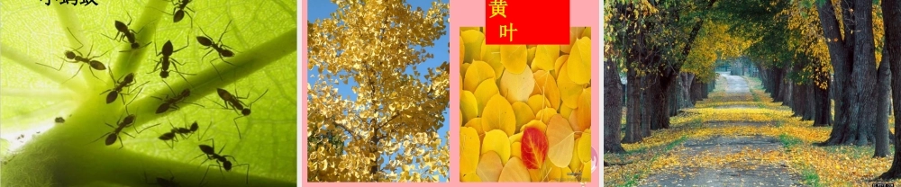 四年级语文上册 第一单元 秋天向我们微笑课件5 西师大版-西师大版小学四年级上册语文课件