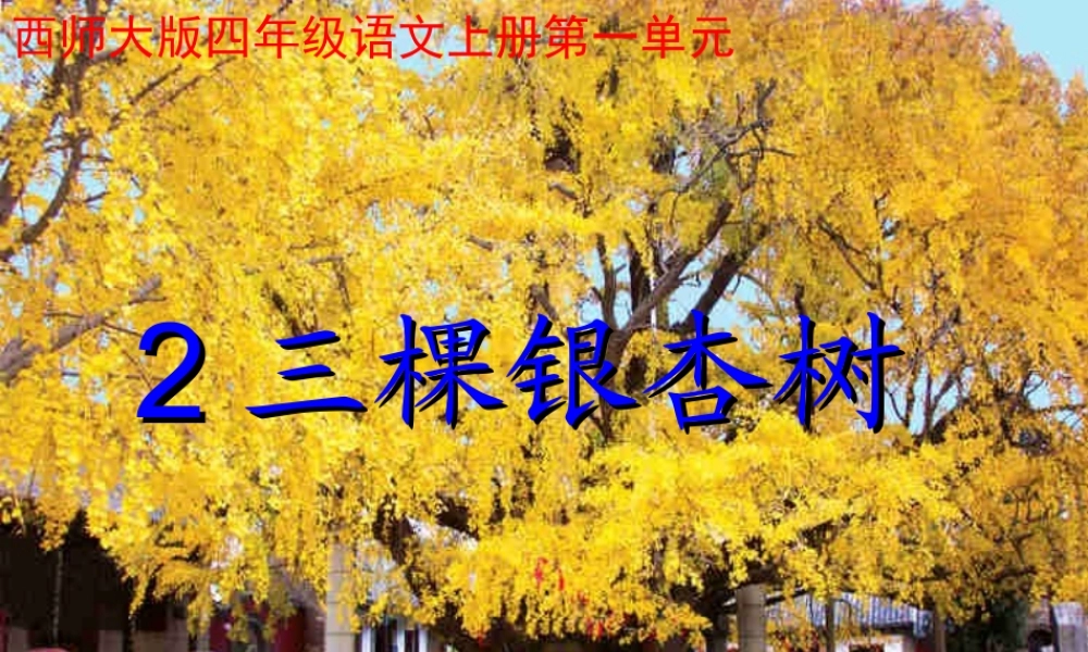 四年级语文上册 第一单元 三棵银杏树课件1 西师大版-西师大版小学四年级上册语文课件