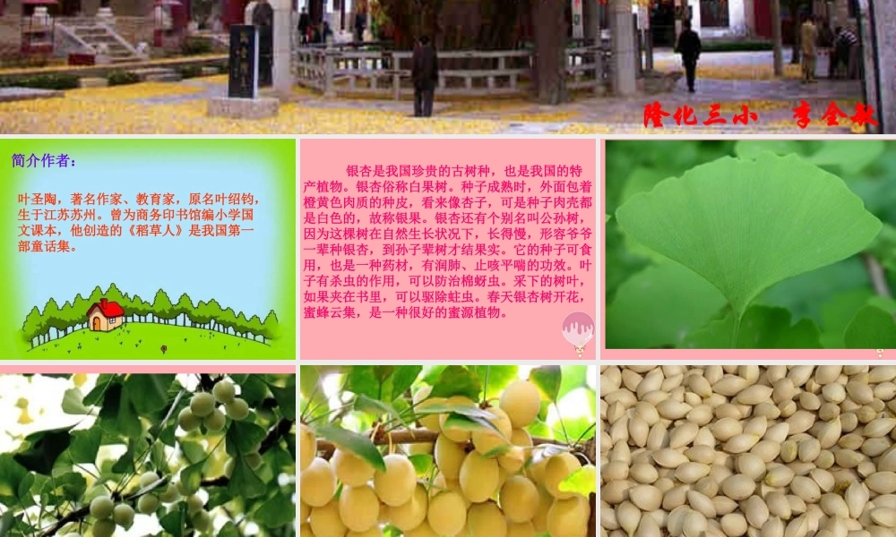 四年级语文上册 第一单元 三棵银杏树课件1 西师大版-西师大版小学四年级上册语文课件