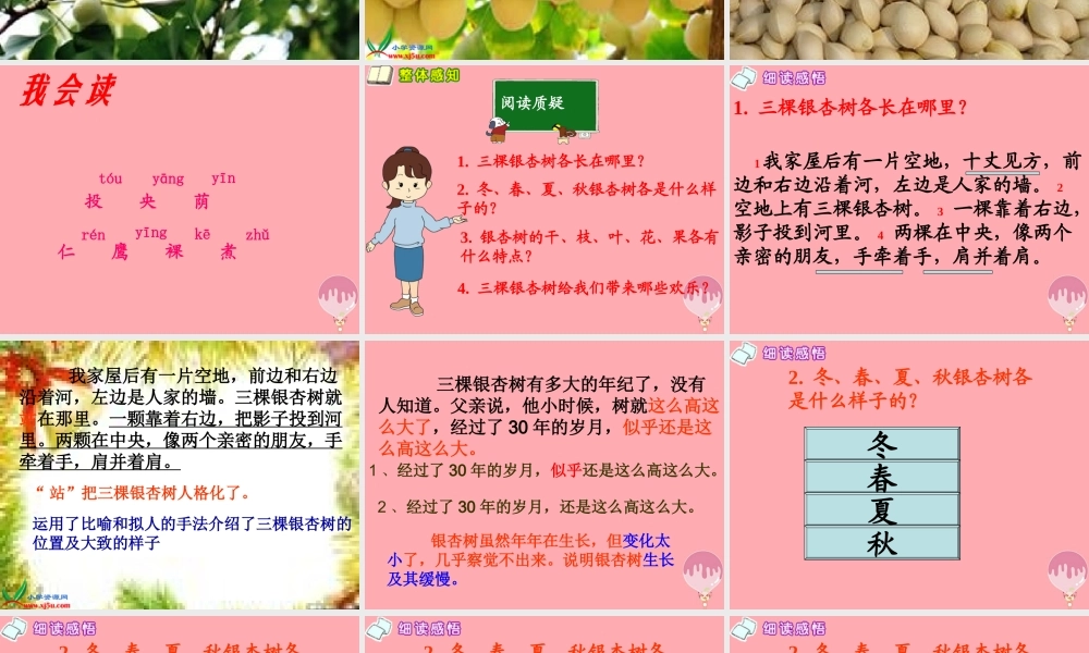 四年级语文上册 第一单元 三棵银杏树课件1 西师大版-西师大版小学四年级上册语文课件
