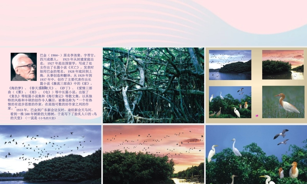四年级语文上册 第一组 3 鸟的天堂课件 新人教版-新人教版小学四年级上册语文课件