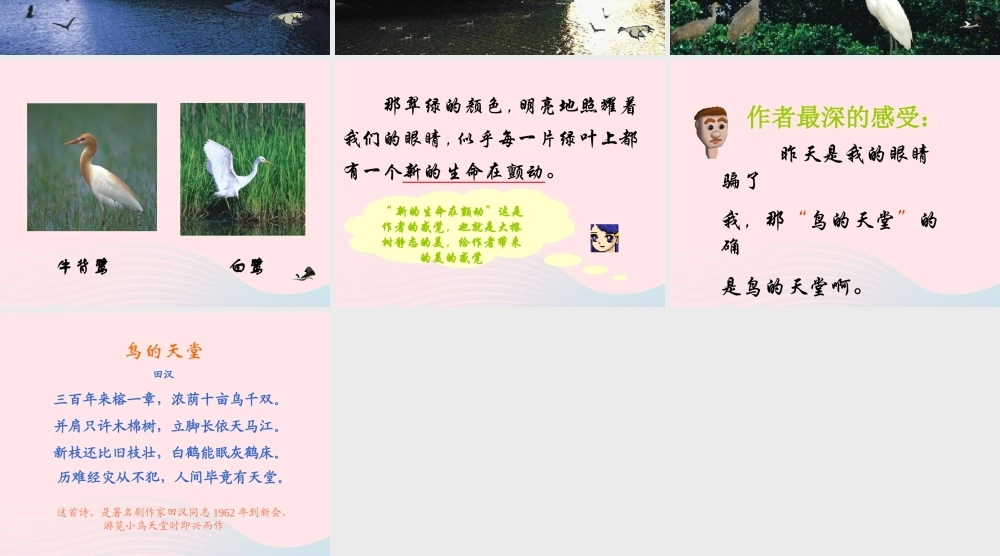 四年级语文上册 第一组 3 鸟的天堂课件 新人教版-新人教版小学四年级上册语文课件