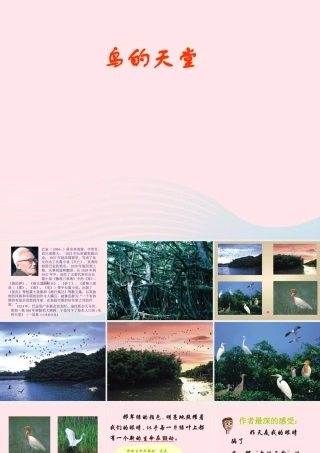 四年级语文上册 第一组 3 鸟的天堂课件 新人教版-新人教版小学四年级上册语文课件