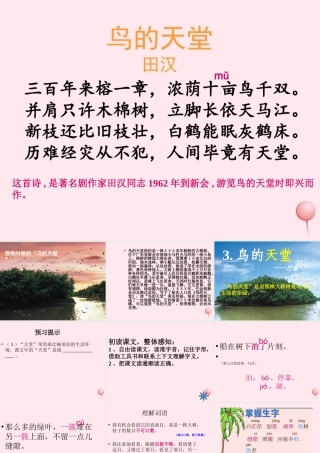 四年级语文上册 第一组 3《鸟的天堂》课堂教学课件2 新人教版-新人教版小学四年级上册语文课件