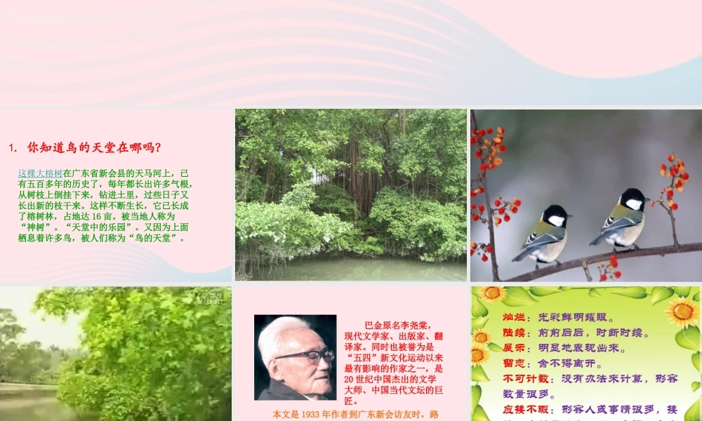 四年级语文上册 第一组 3《鸟的天堂》课堂教学课件3 新人教版-新人教版小学四年级上册语文课件