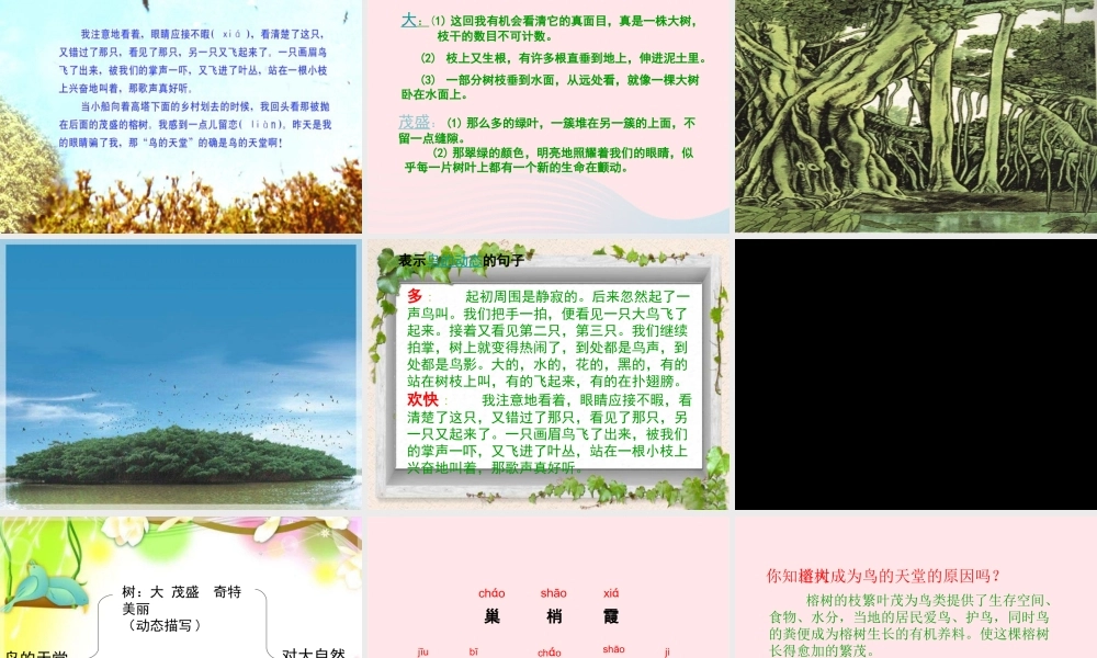 四年级语文上册 第一组 3《鸟的天堂》课堂教学课件3 新人教版-新人教版小学四年级上册语文课件