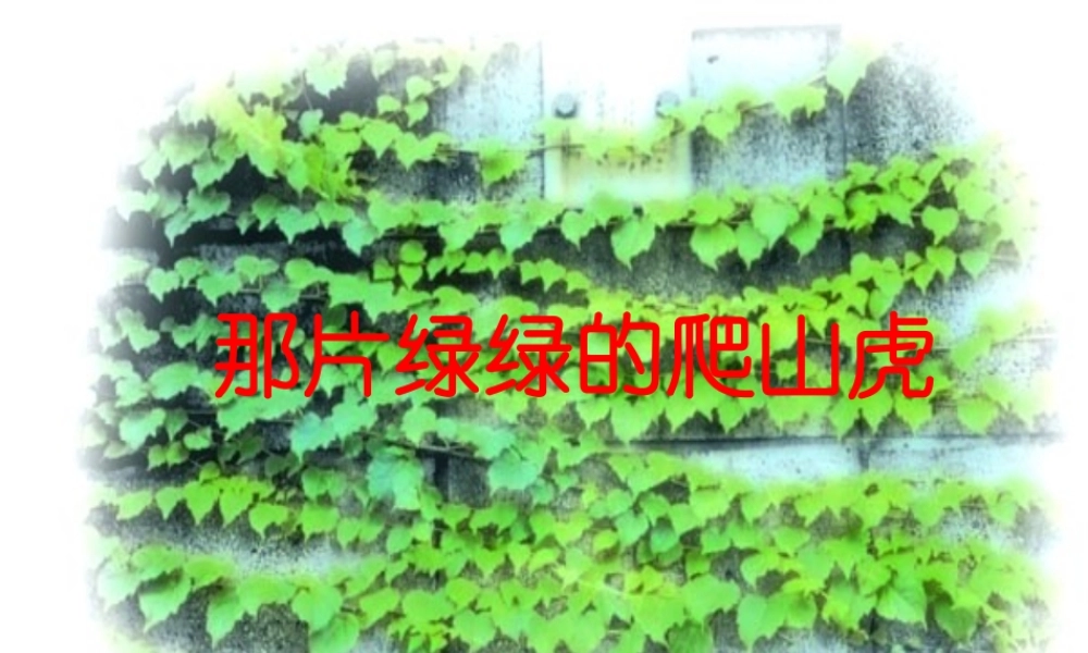 四年级语文上册 第七单元 26《那片绿绿的爬山虎》教学课件 鲁教版-鲁教版小学四年级上册语文课件