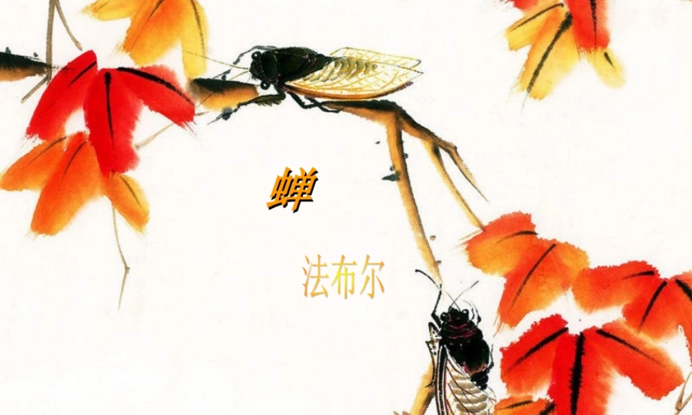 四年级语文上册 第四单元 蝉课件1 鄂教版-鄂教版小学四年级上册语文课件