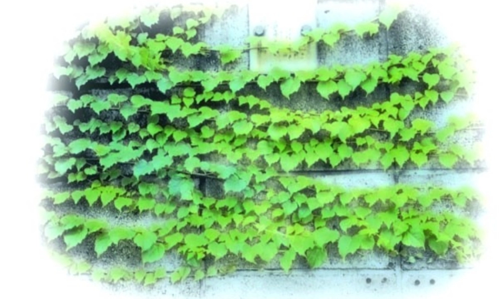 四年级语文上册 第七单元 26《那片绿绿的爬山虎》名优课件 鲁教版-鲁教版小学四年级上册语文课件