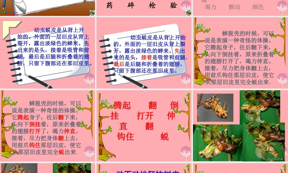 四年级语文上册 第四单元 蝉课件3 鄂教版-鄂教版小学四年级上册语文课件