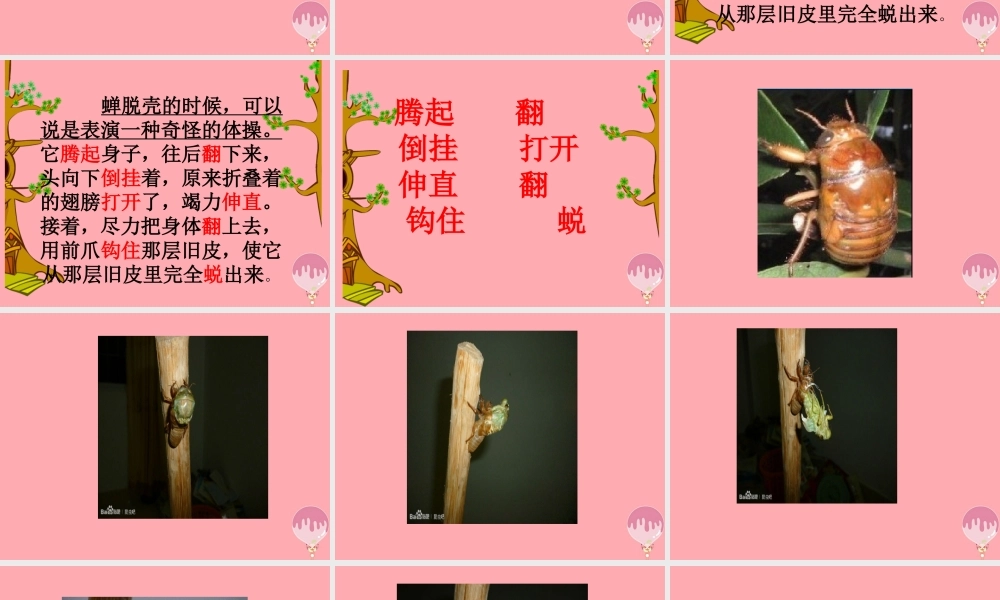 四年级语文上册 第四单元 蝉课件4 鄂教版-鄂教版小学四年级上册语文课件