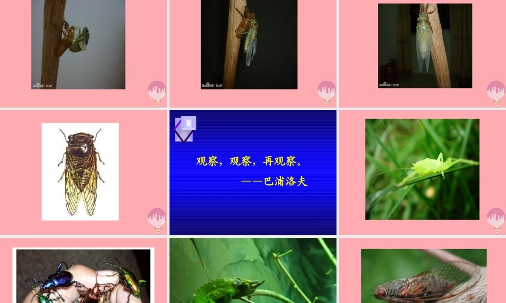 四年级语文上册 第四单元 蝉课件4 鄂教版-鄂教版小学四年级上册语文课件