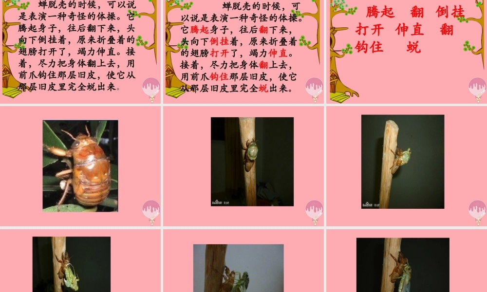 四年级语文上册 第四单元 蝉课件5 鄂教版-鄂教版小学四年级上册语文课件