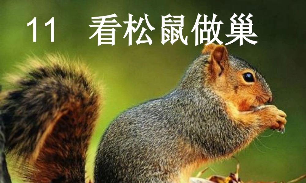 四年级语文上册 第四单元 看松鼠做巢课件3 鄂教版-鄂教版小学四年级上册语文课件