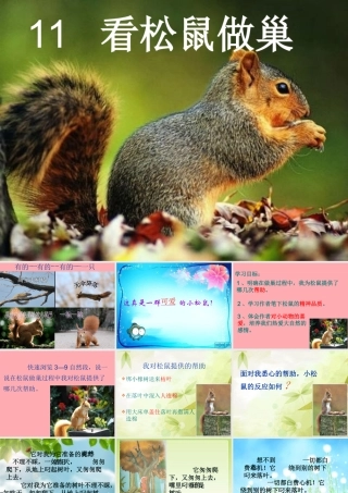 四年级语文上册 第四单元 看松鼠做巢课件3 鄂教版-鄂教版小学四年级上册语文课件