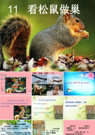 四年级语文上册 第四单元 看松鼠做巢课件4 鄂教版-鄂教版小学四年级上册语文课件