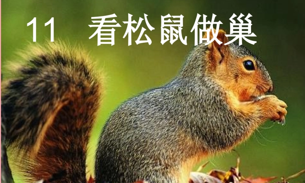 四年级语文上册 第四单元 看松鼠做巢课件5 鄂教版-鄂教版小学四年级上册语文课件