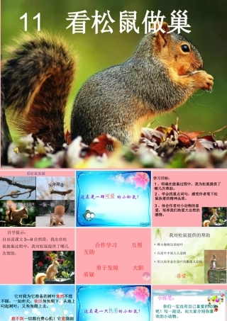 四年级语文上册 第四单元 看松鼠做巢课件5 鄂教版-鄂教版小学四年级上册语文课件