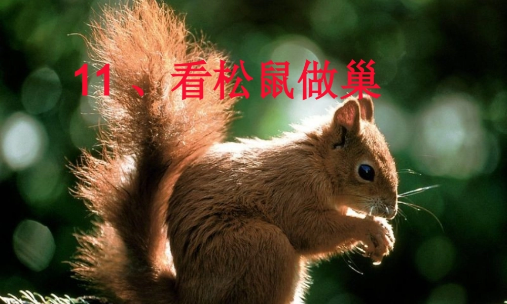 四年级语文上册 第四单元 看松鼠做巢课件6 鄂教版-鄂教版小学四年级上册语文课件