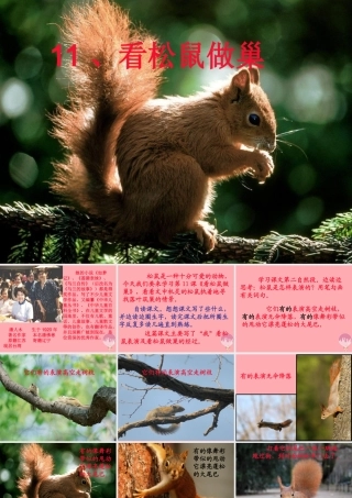 四年级语文上册 第四单元 看松鼠做巢课件6 鄂教版-鄂教版小学四年级上册语文课件