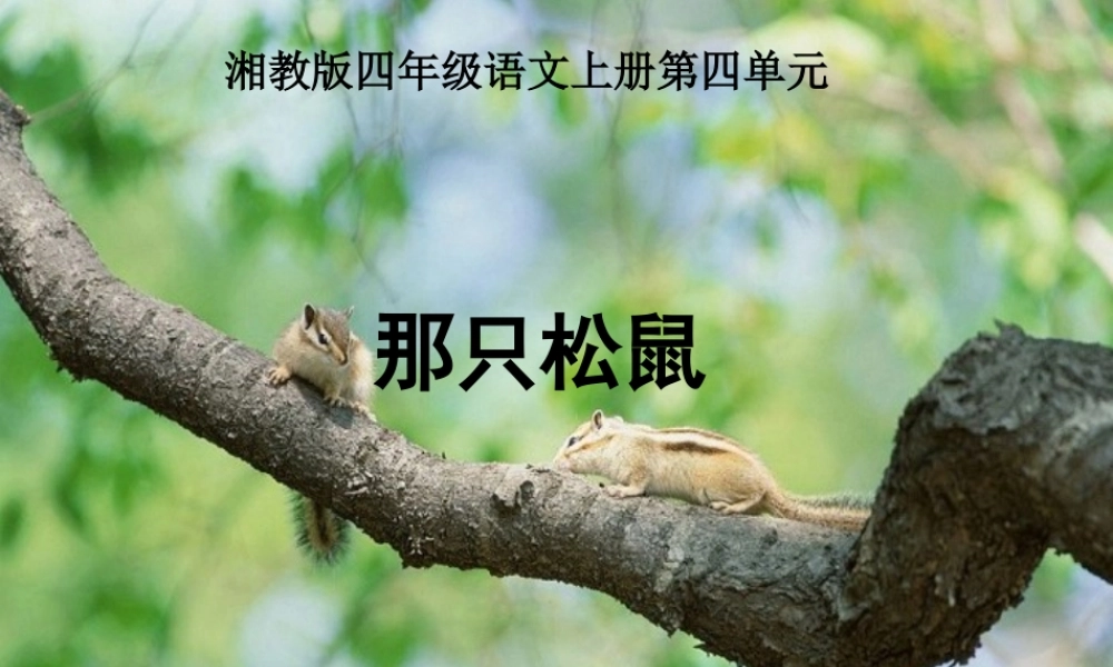 四年级语文上册 第四单元 那只松鼠课件2 湘教版-湘教版小学四年级上册语文课件