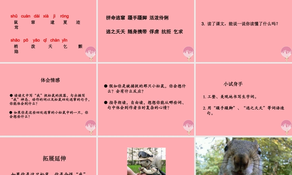 四年级语文上册 第四单元 那只松鼠课件2 湘教版-湘教版小学四年级上册语文课件