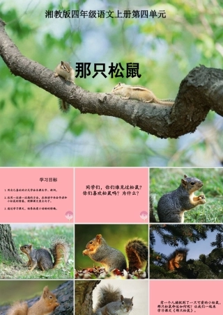 四年级语文上册 第四单元 那只松鼠课件2 湘教版-湘教版小学四年级上册语文课件