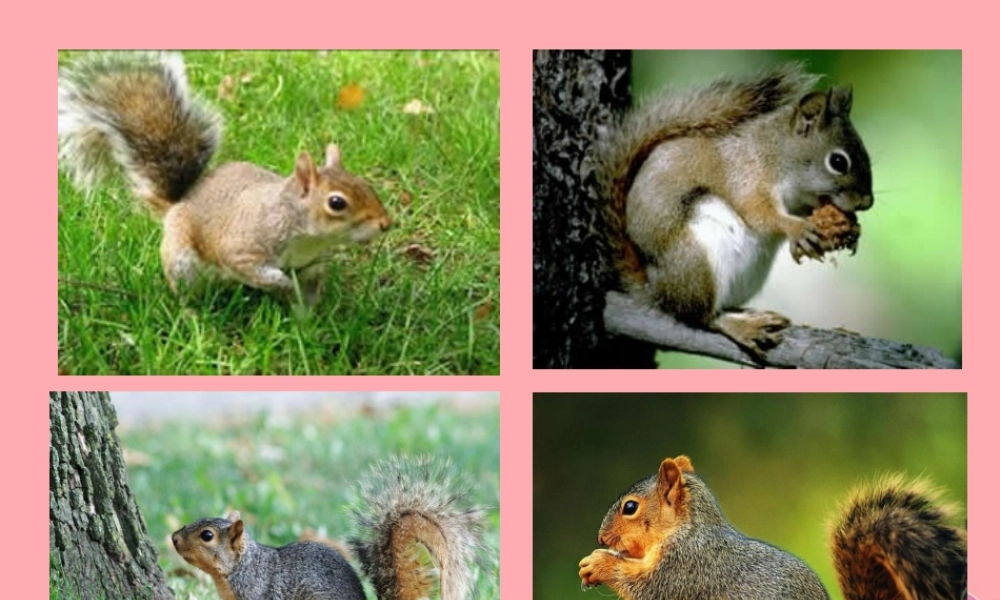 四年级语文上册 第四单元 那只松鼠课件3 湘教版-湘教版小学四年级上册语文课件