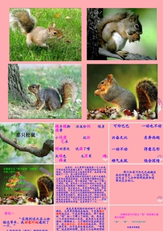 四年级语文上册 第四单元 那只松鼠课件3 湘教版-湘教版小学四年级上册语文课件