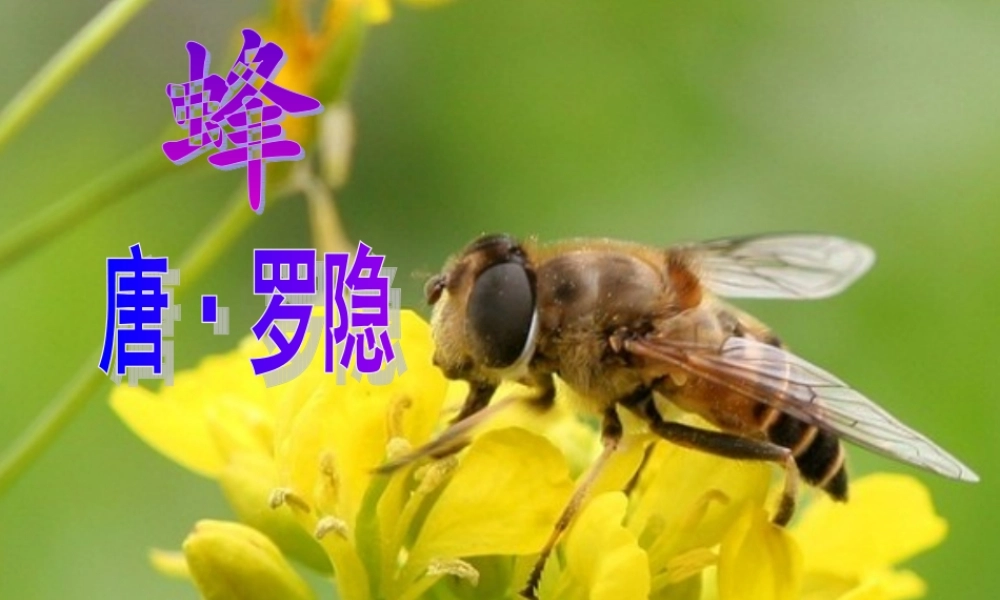 四年级语文下册 第3单元 古诗诵读《蜂》《观书有感》课件 沪教版-沪教版小学四年级下册语文课件