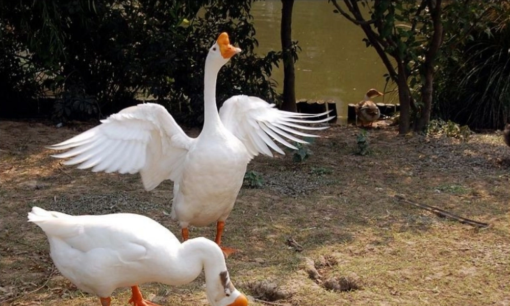 四年级语文上册 第四组 13《白鹅》课堂教学课件1 新人教版-新人教版小学四年级上册语文课件