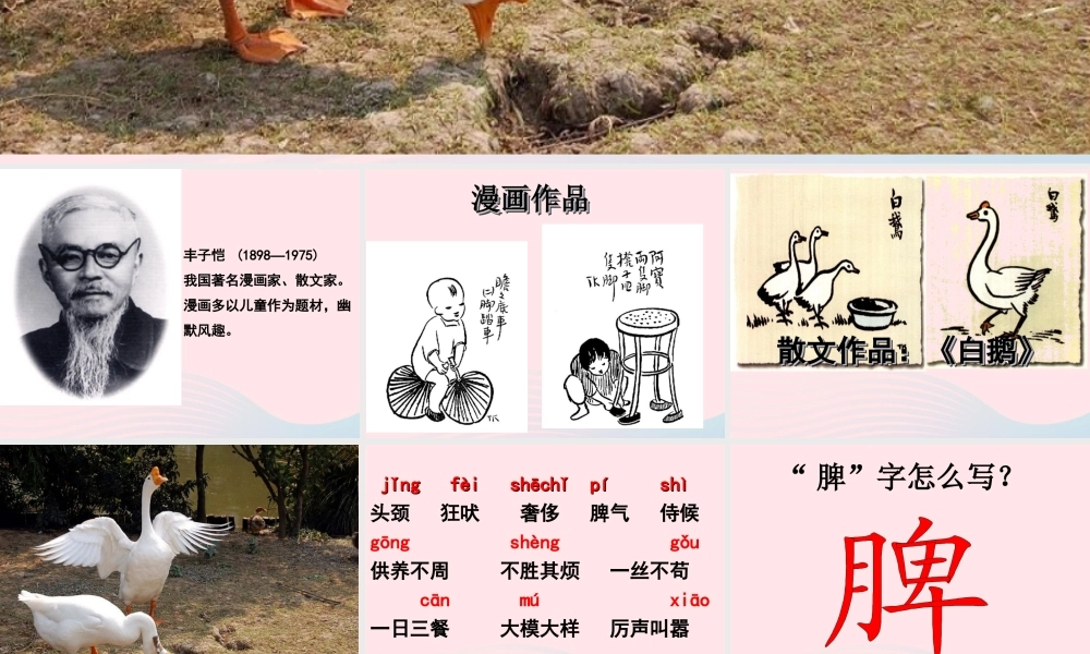 四年级语文上册 第四组 13《白鹅》课堂教学课件1 新人教版-新人教版小学四年级上册语文课件