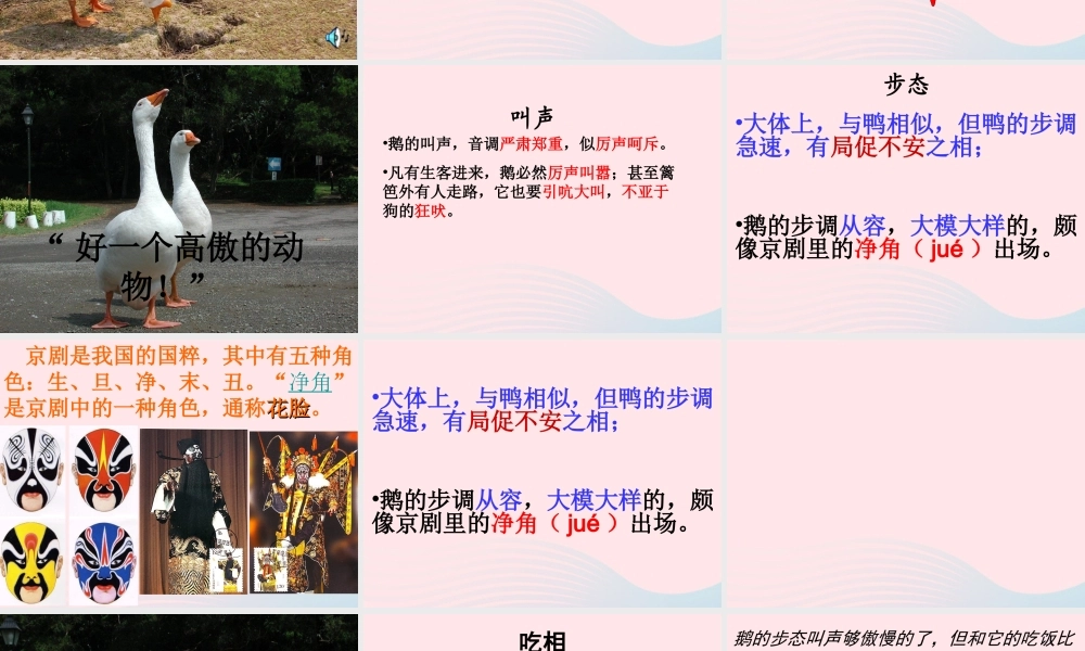 四年级语文上册 第四组 13《白鹅》课堂教学课件1 新人教版-新人教版小学四年级上册语文课件