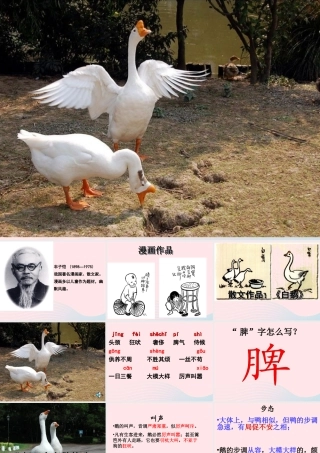 四年级语文上册 第四组 13《白鹅》课堂教学课件1 新人教版-新人教版小学四年级上册语文课件