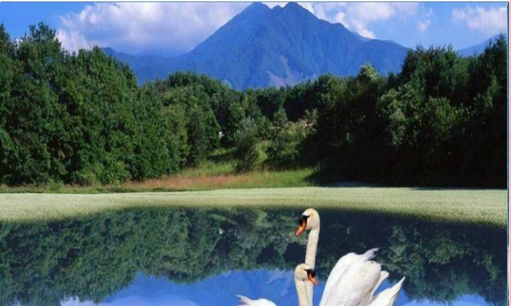 四年级语文上册 第七单元 天鹅的故事课件1 西师大版-西师大版小学四年级上册语文课件