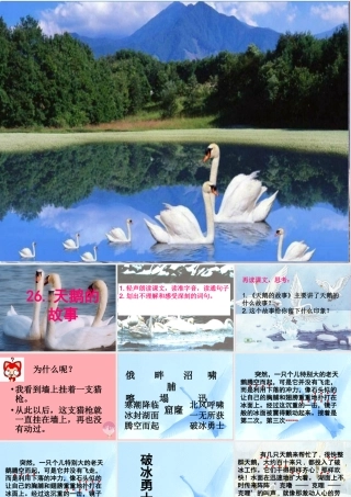 四年级语文上册 第七单元 天鹅的故事课件1 西师大版-西师大版小学四年级上册语文课件