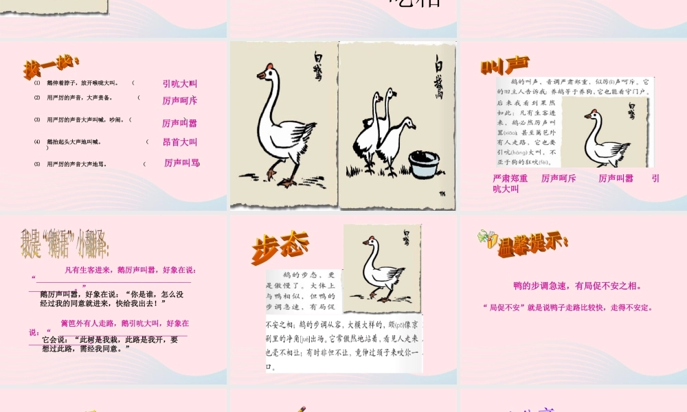 四年级语文上册 第四组 13《白鹅》课堂教学课件3 新人教版-新人教版小学四年级上册语文课件
