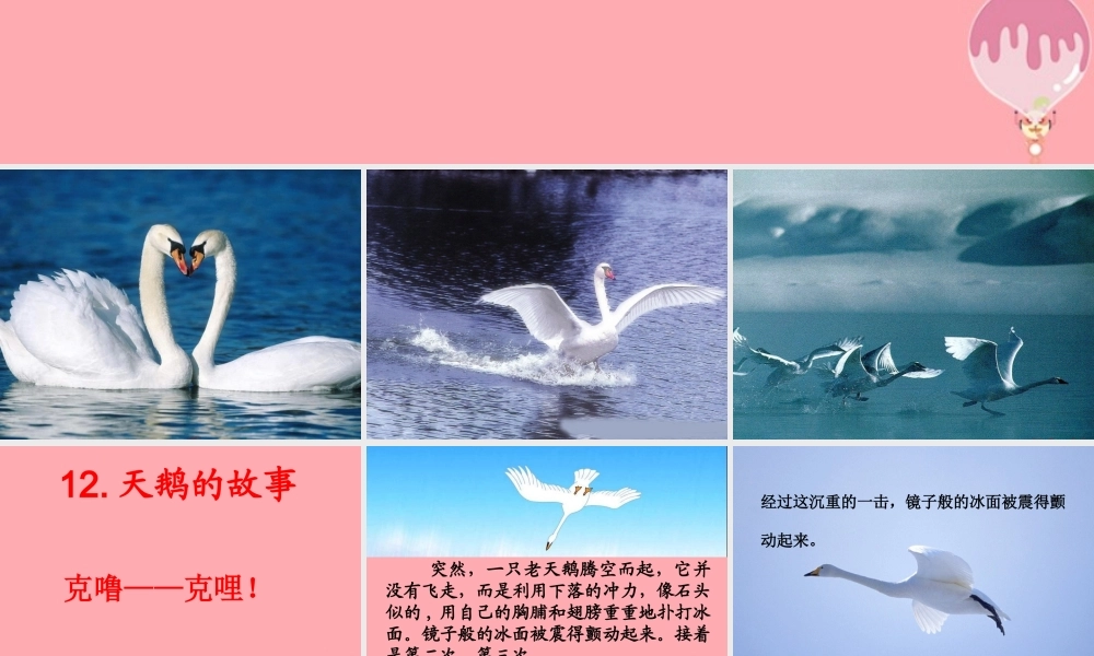 四年级语文上册 第七单元 天鹅的故事课件2 西师大版-西师大版小学四年级上册语文课件