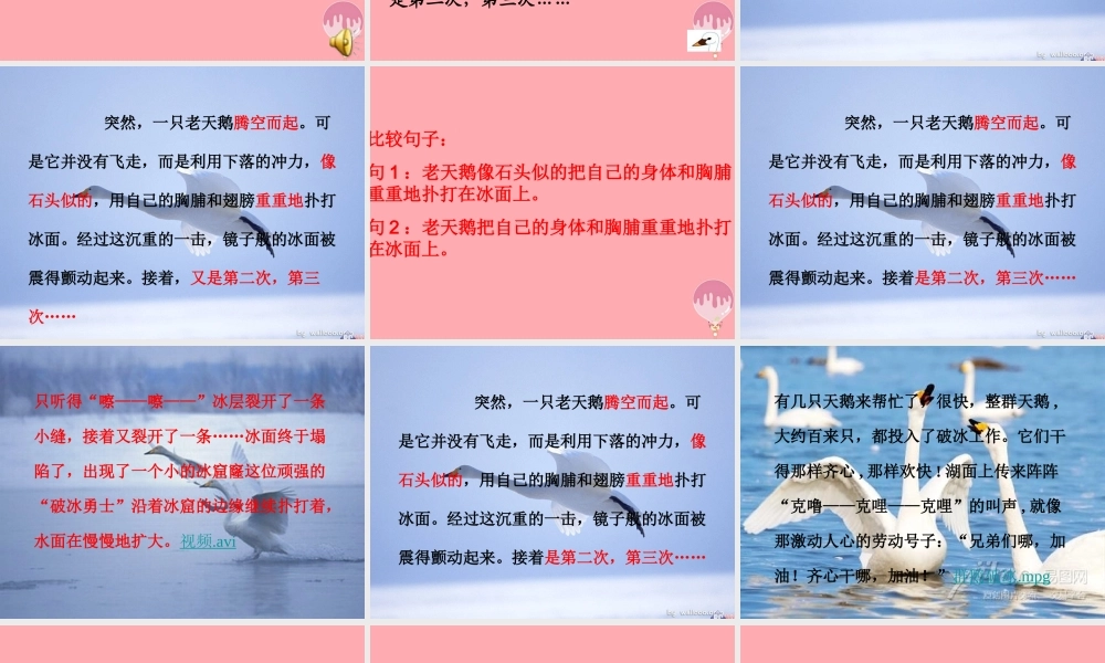 四年级语文上册 第七单元 天鹅的故事课件2 西师大版-西师大版小学四年级上册语文课件