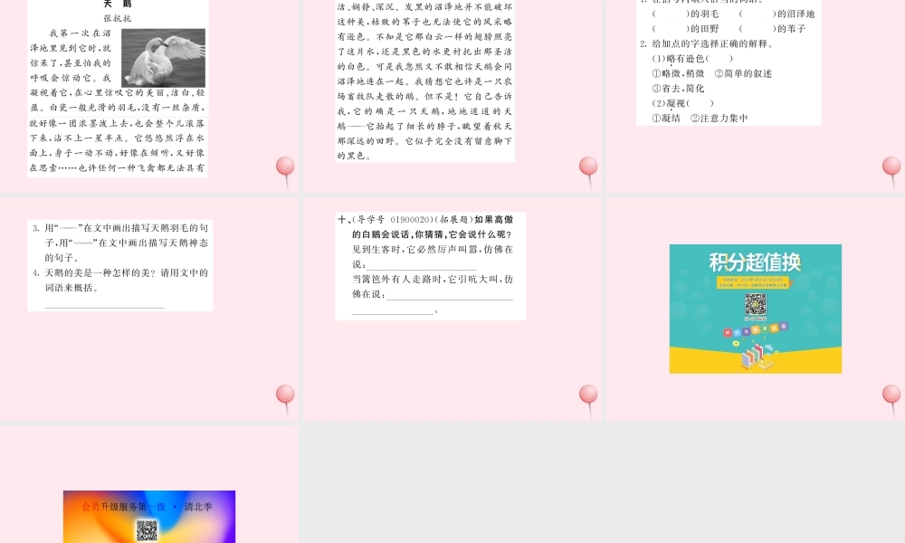 四年级语文上册 第四组 13白鹅习题课件 新人教版-新人教版小学四年级上册语文课件
