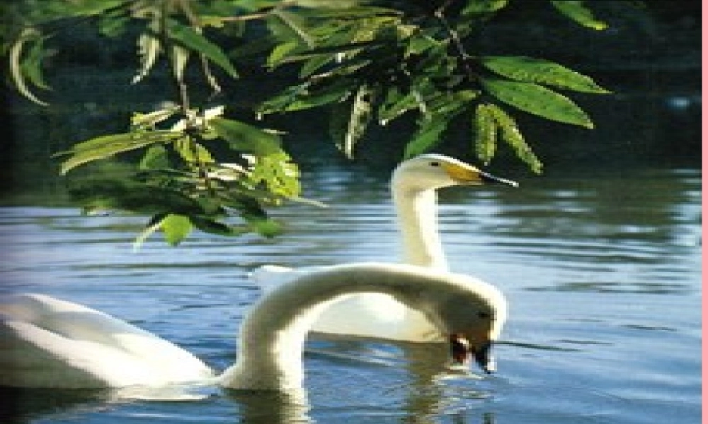 四年级语文上册 第七单元 天鹅的故事课件3 西师大版-西师大版小学四年级上册语文课件