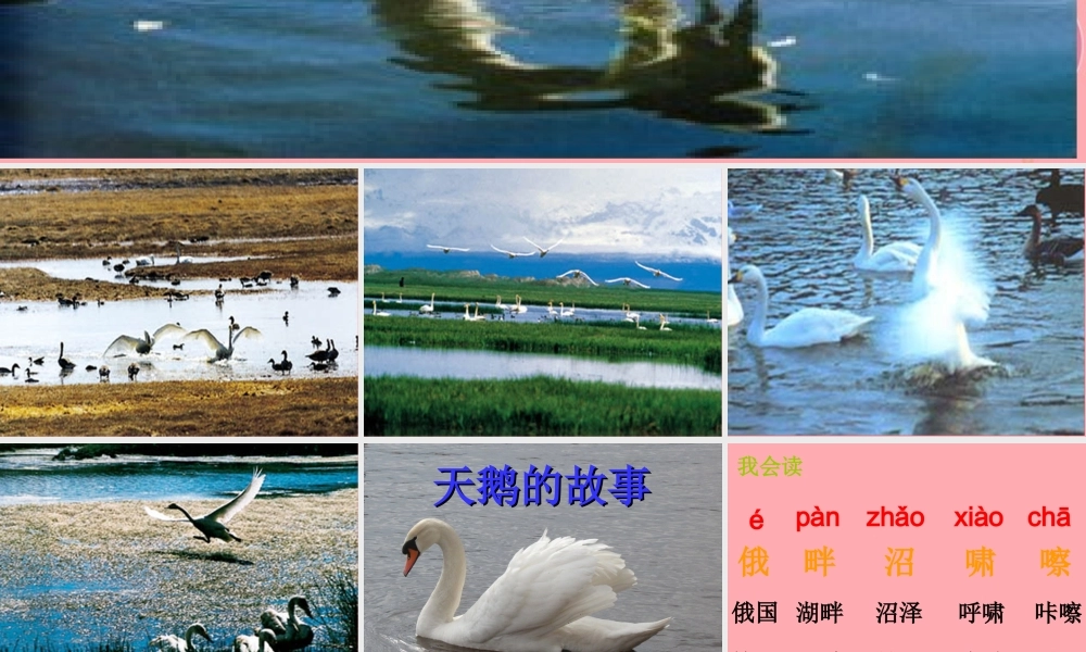 四年级语文上册 第七单元 天鹅的故事课件3 西师大版-西师大版小学四年级上册语文课件